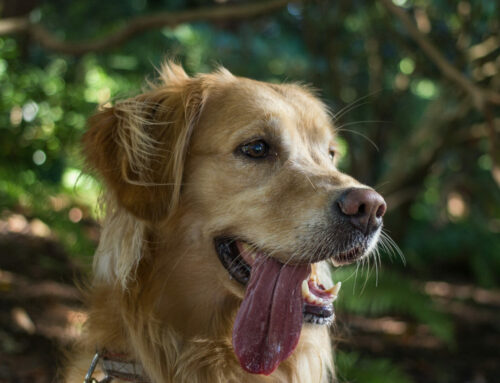 Pet Loss Guilt: Moving on after a loss