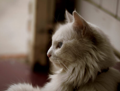 When is the right time for a new pet after a loss?