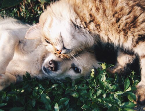 Four Ways to Cope with Pet Loss